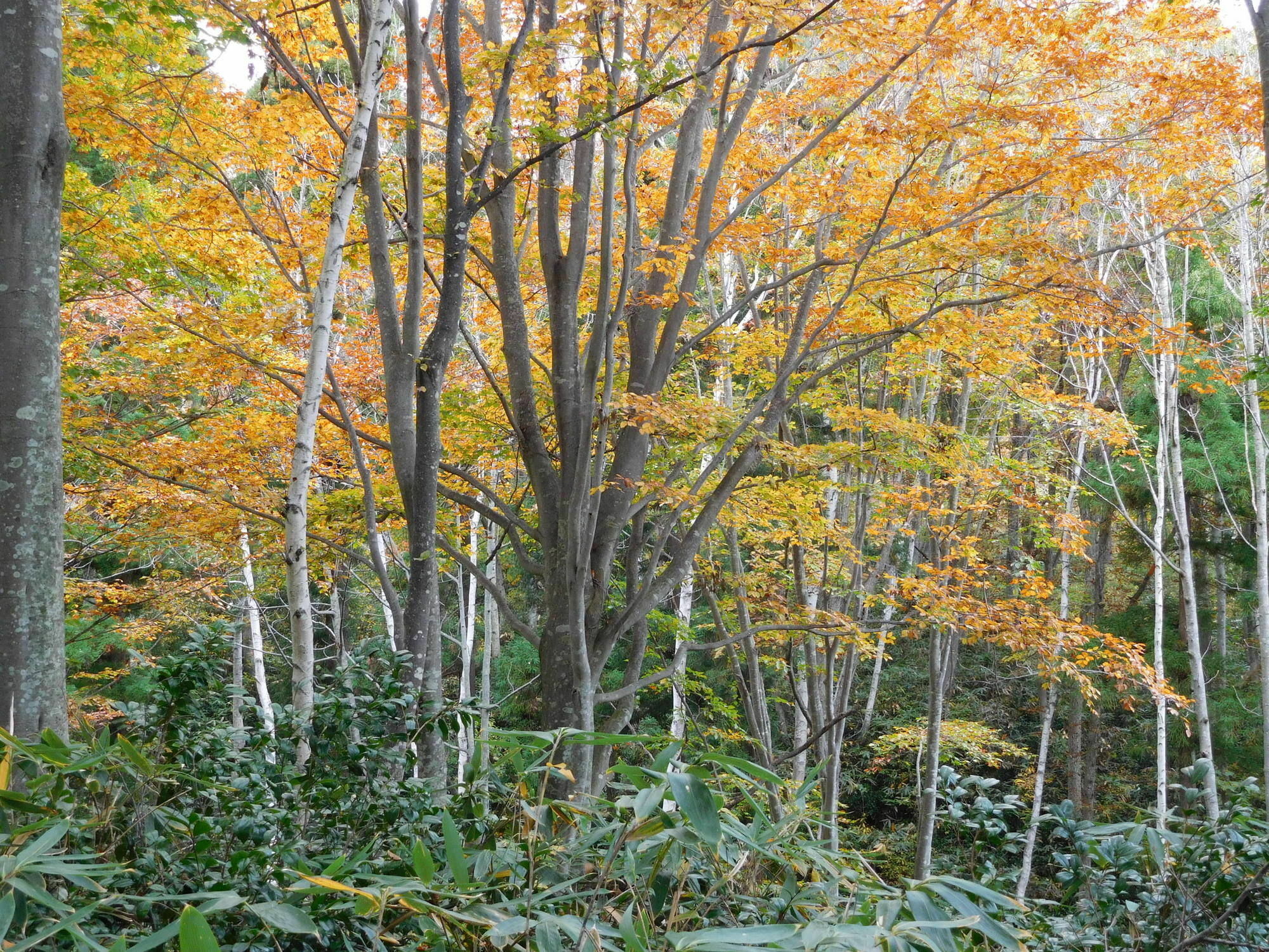 Madarao Elm Pension Iiyama Exterior photo